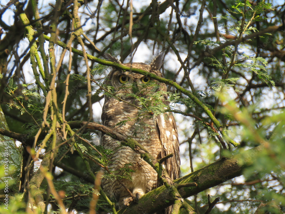 Spotted Eagle Owl
wild, feather, prey, brown, raptor, eye, feathers, hunter, eyes, great horned owl, portrait, eagle-owl, night, tree, anima Spotted Eagle Owl
wild, feather, prey, brown, raptor, eye, feathers, hunter, eyes, great horned owl, portrait, eagle-owl, night, tree, anima