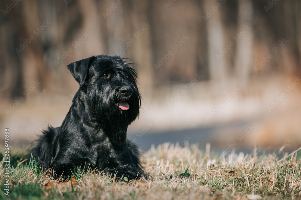 Standart schnauzer posing outside. Purebred dog posing. Standart schnauzer posing outside. Purebred dog posing.