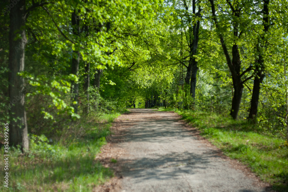 beautiful road with trees on two sides beautiful road with trees on two sides