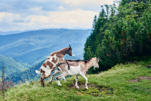 Two wild goats in nature environment while mating on top of a mountain. On the background a beautiful landscape of a valley of mountains and green forests under a cloudy sky.