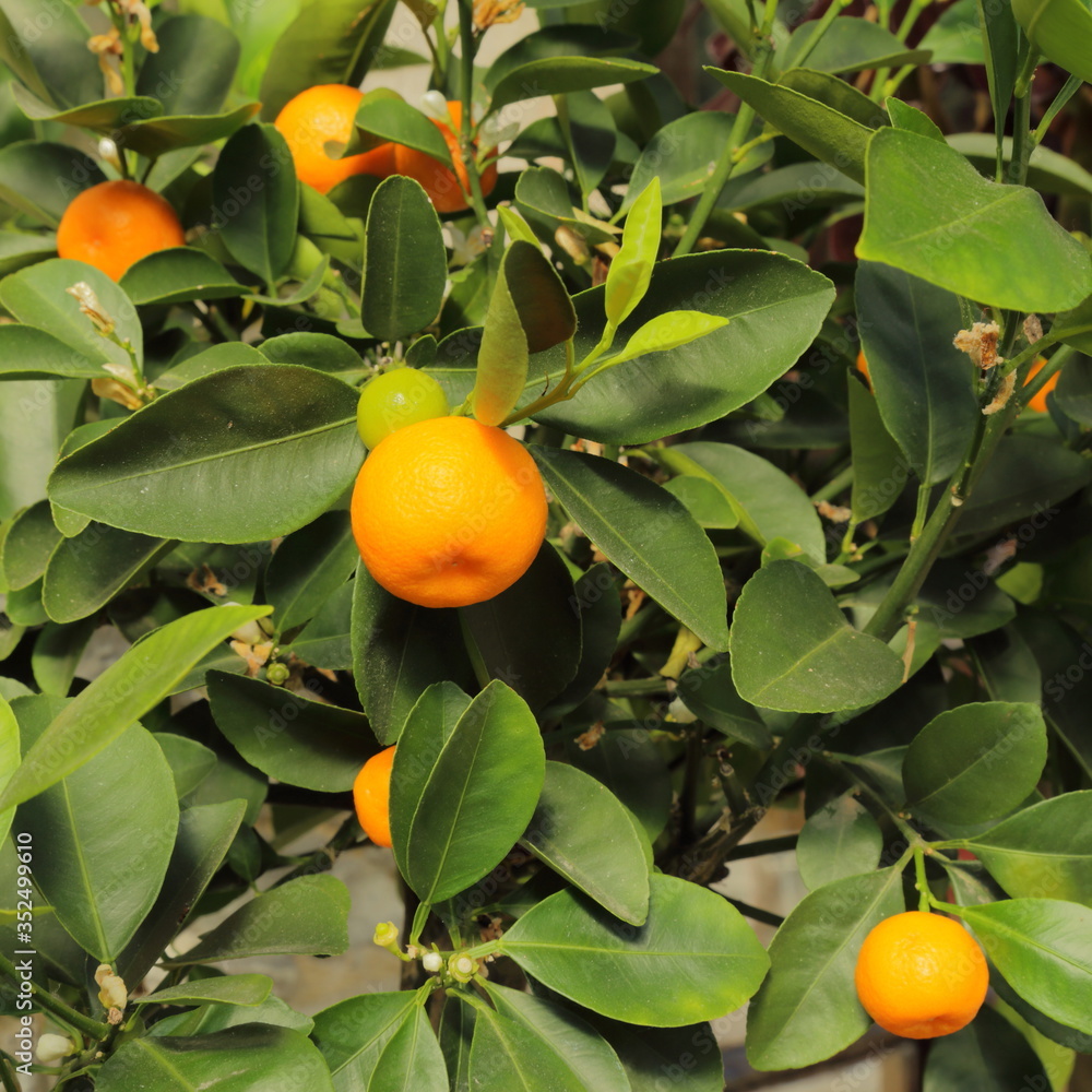 Orange fruit on the tree