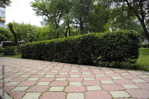 path in the garden