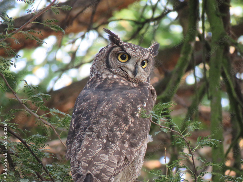 Fototapeta premium Spotted Eagle Owl