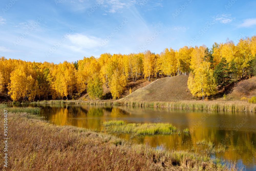 Fototapeta premium reeds by the river and birch forest autumn day