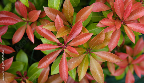 czerwono zielone liście tworzące ciekawe tło photo