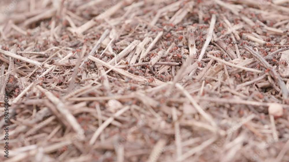 Big anthill in the woods. Big anthill with colony of ants in summer forest. Ants on the ant hill in the woods closeup, macro. They mooving sticks and building their house. Focus change Big anthill in the woods. Big anthill with colony of ants in summer forest. Ants on the ant hill in the woods closeup, macro. They mooving sticks and building their house. Focus change