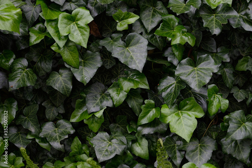zielone liście obrastające płot, tworząc teksturę