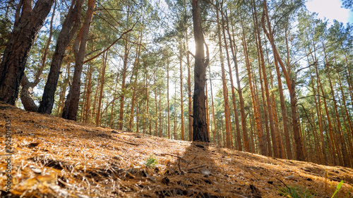 Wallpaper Mural Landscape of sun shining on pine tree on the hill top at forest Torontodigital.ca