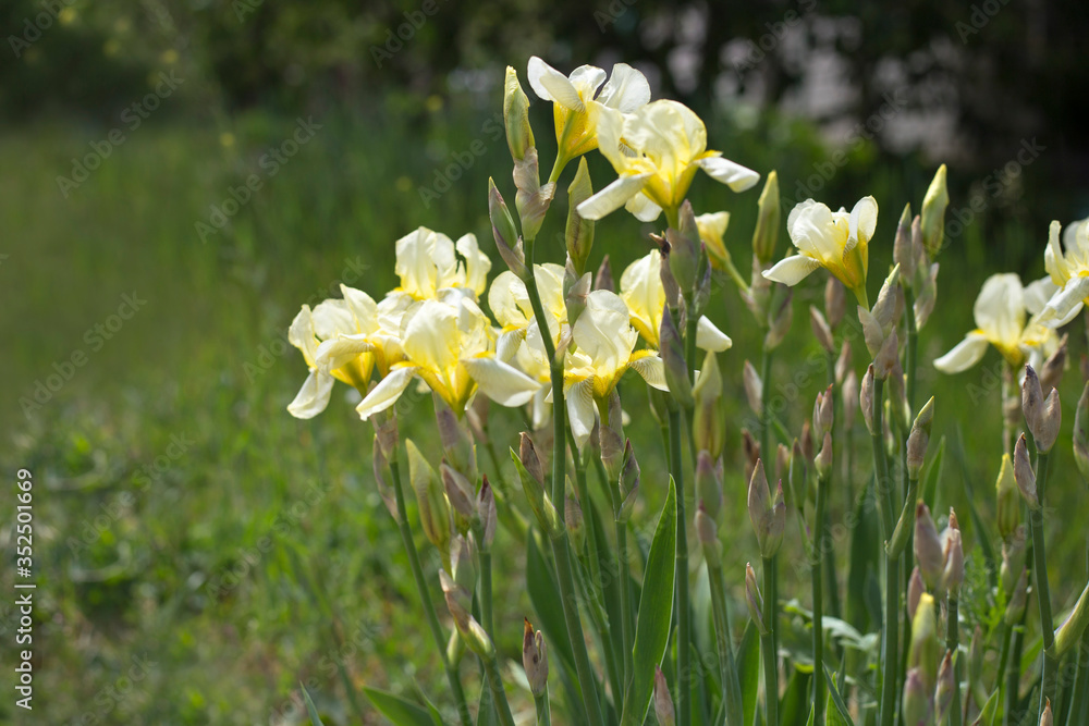 Many blooming yellow irises flowers in the garden on sunny day Many blooming yellow irises flowers in the garden on sunny day