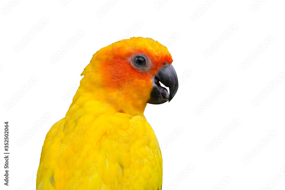 Sun conure bird with golden yellow feathers and orange face.