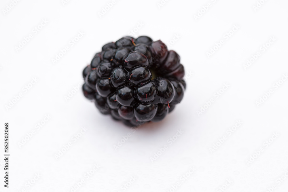 blackberry on white background blackberry on white background