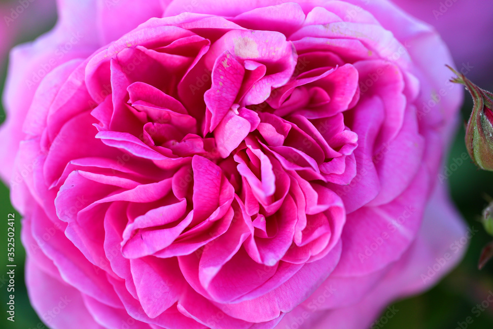 Beautiful photo of a rose in a summer garden