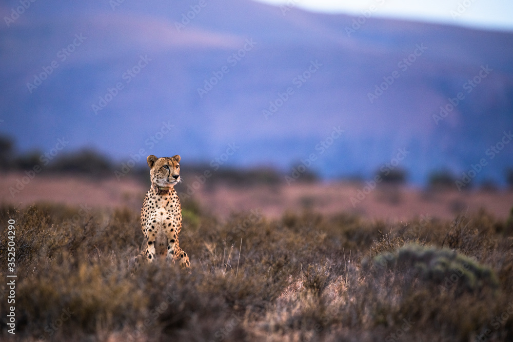 Radio collared male cheetah sitting in the open Radio collared male cheetah sitting in the open