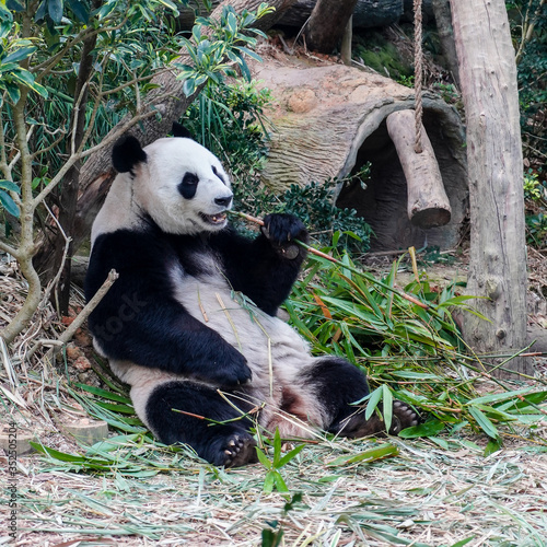 Fototapeta Naklejka Na Ścianę i Meble -  Panda- Wild Safari Singapore
