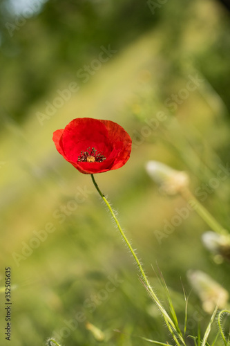 Close up macro of lonely red poppy. Colorful bokeh background.