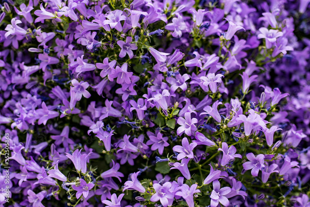 Close up macro of lilac flowers composition for wallpaper. Close up macro of lilac flowers composition for wallpaper.