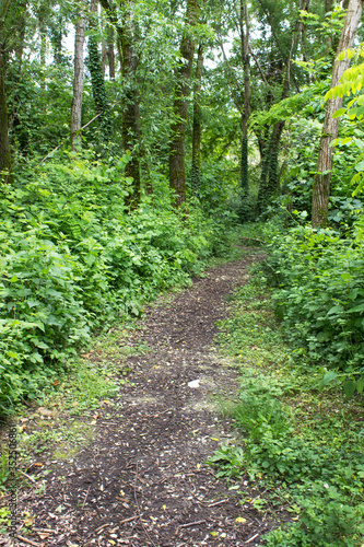 walking path into fresh green leaf forest trees morning relax meditation vegan concept  