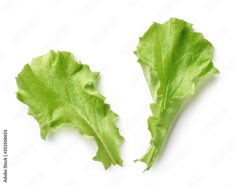 Salad leaf isolated on white background. Top view of Lettuce leaves. Salad leaf isolated on white background. Top view of Lettuce leaves.