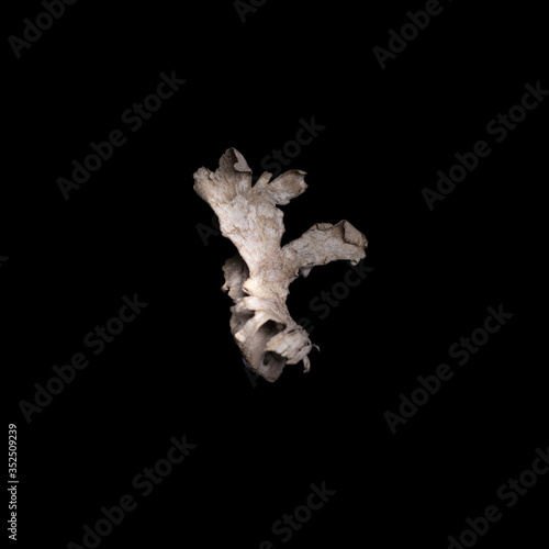 Photography Sea creature on black background