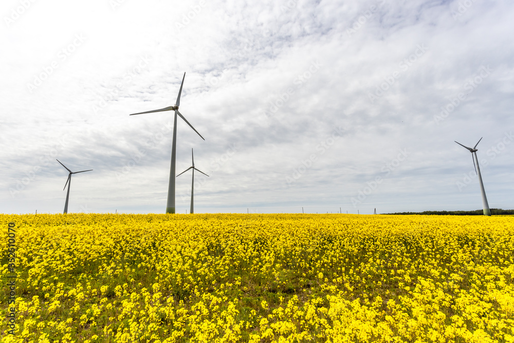 Wind turbines in the yellow rapeseed fields. Ecology environmental background.Green renewable energy concept. Wind turbines in the yellow rapeseed fields. Ecology environmental background.Green renewable energy concept.