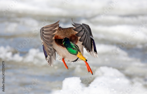 Photo Male mallard duck Anas platyrhynchos drake in flight against a blue winter sky i