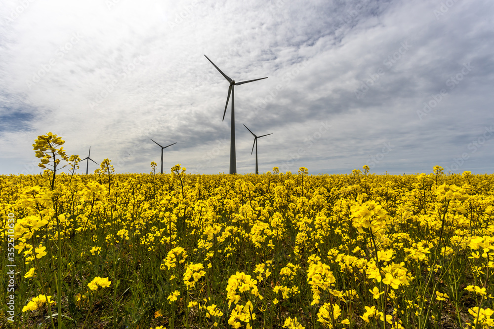 Wind turbines in the yellow rapeseed fields. Ecology environmental background.Green renewable energy concept. Wind turbines in the yellow rapeseed fields. Ecology environmental background.Green renewable energy concept.