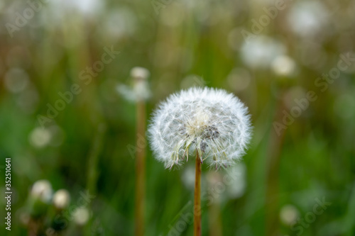 Close up of white dandelion. Blooming blowball in macro on blurry green background. Concept of nature background.