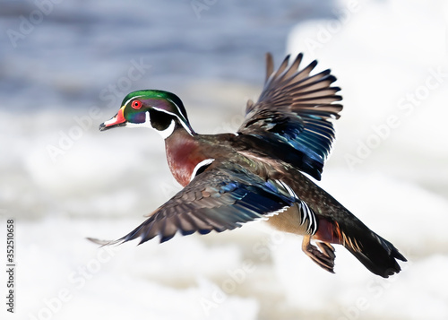 Konstfotografi Wood duck male (Aix sponsa) with colourful wings taking flight over the winter s