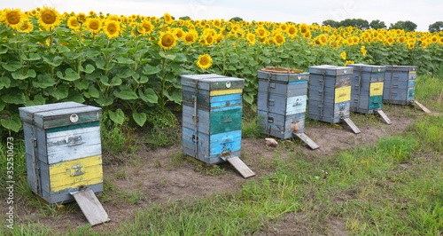 Tela Colorful wooden beehives with honey bees are placed near the field with blooming sunflower heads to pollinate sunflowers to increase seed crop and bring nectar for honey