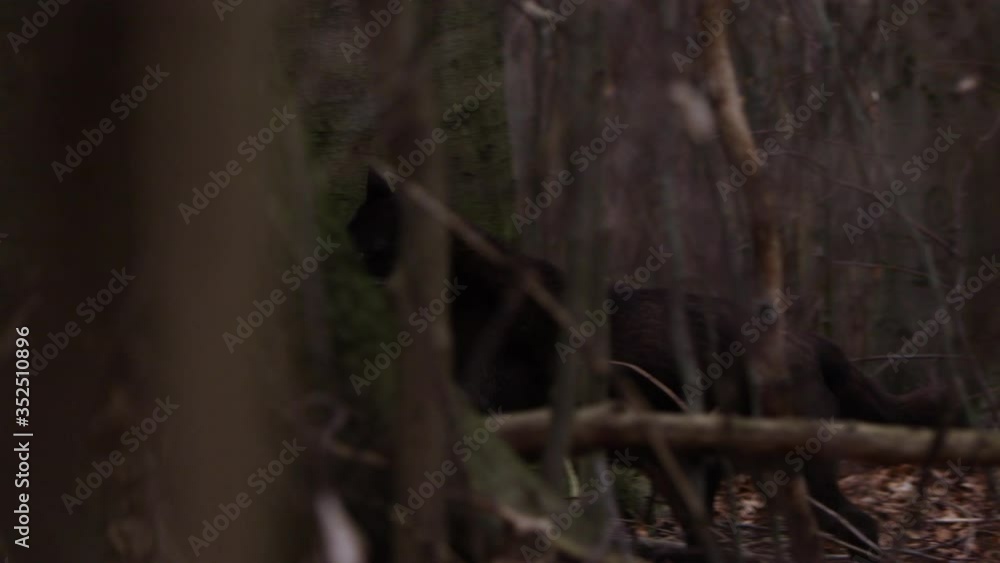 Schwarzer Wolf Zähne fletschend im Wald in Slow Motion gefilmt mit RED Scarlet-W Schwarzer Wolf Zähne fletschend im Wald in Slow Motion gefilmt mit RED Scarlet-W