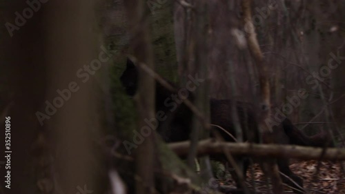 Schwarzer Wolf Zähne fletschend im Wald in Slow Motion gefilmt mit RED Scarlet-W