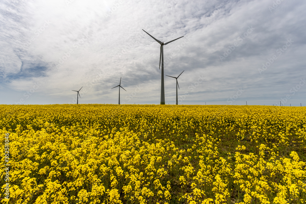 Wind turbines in the yellow rapeseed fields. Ecology environmental background.Green renewable energy concept. Wind turbines in the yellow rapeseed fields. Ecology environmental background.Green renewable energy concept.