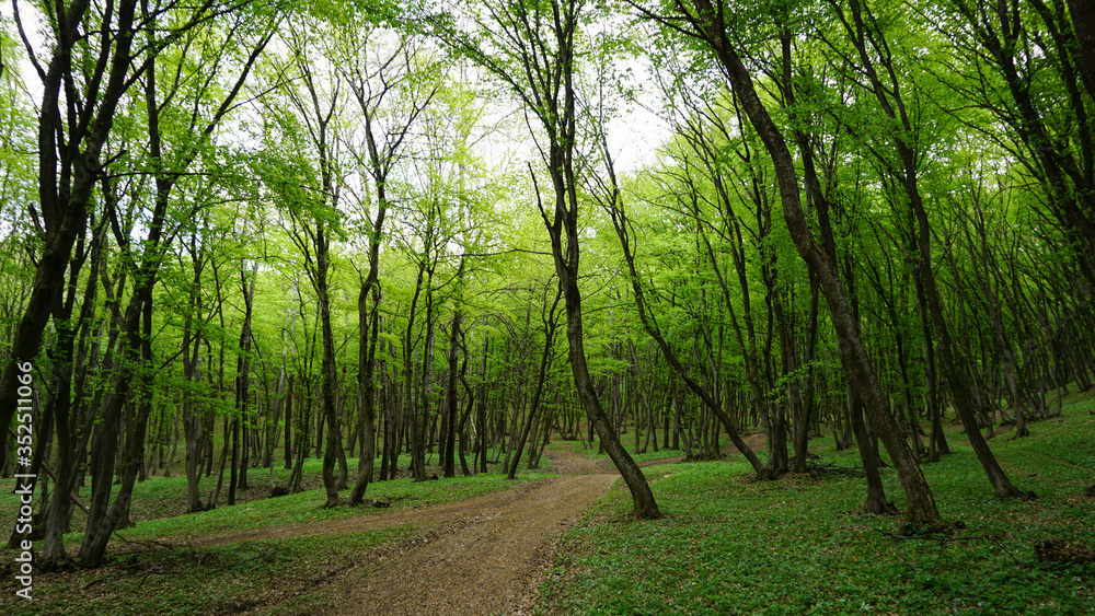 Fototapeta premium Path in the woods
