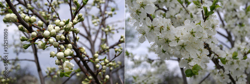 Collage of photos of a single branch of a plum tree at different times: with closed buds and blooming flowers
