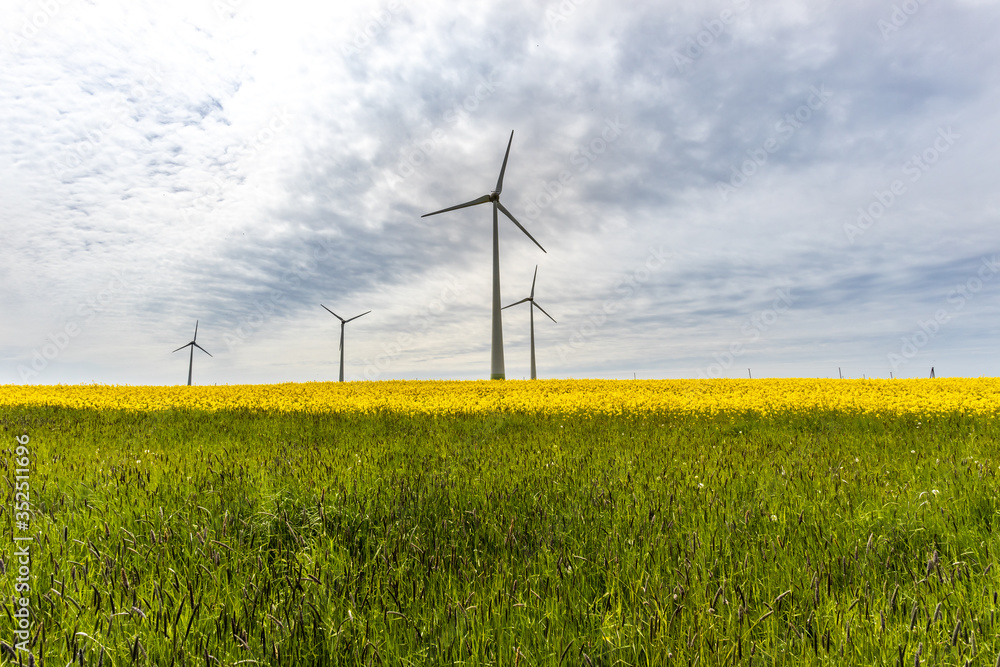 Wind turbines in the yellow rapeseed fields. Ecology environmental background.Green renewable energy concept. Wind turbines in the yellow rapeseed fields. Ecology environmental background.Green renewable energy concept.