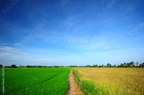 Rice field separate in green and yellow with blue sky