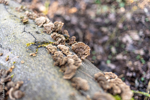 Moos und Pilze auf einem umgefallenen Baumstamm im Wald