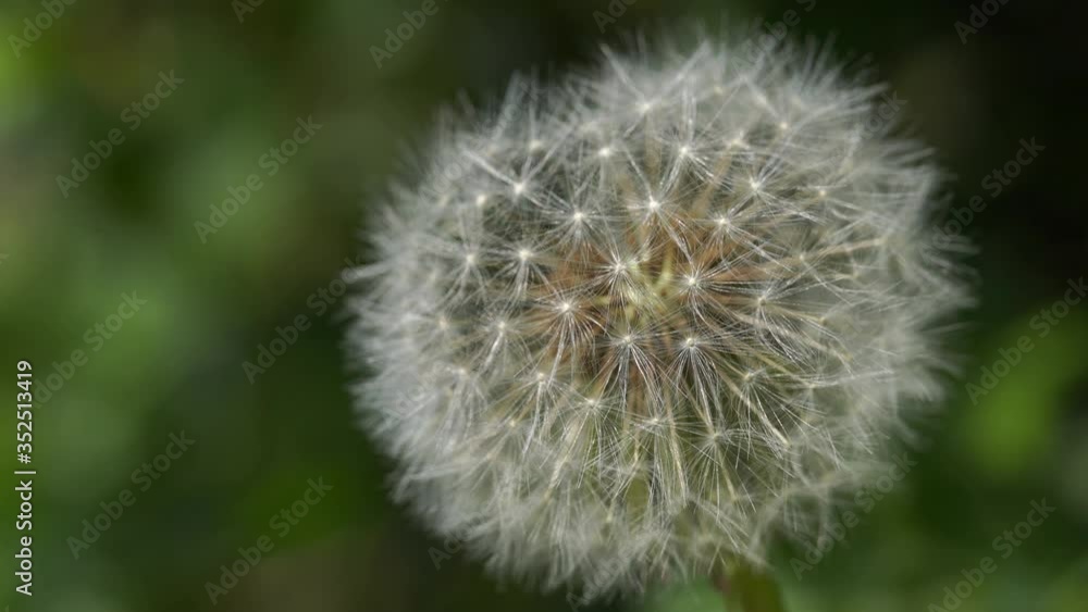 Close up of white dandelion. Blooming blowball in macro on blurry green background. Concept of nature background. Close up of white dandelion. Blooming blowball in macro on blurry green background. Concept of nature background.