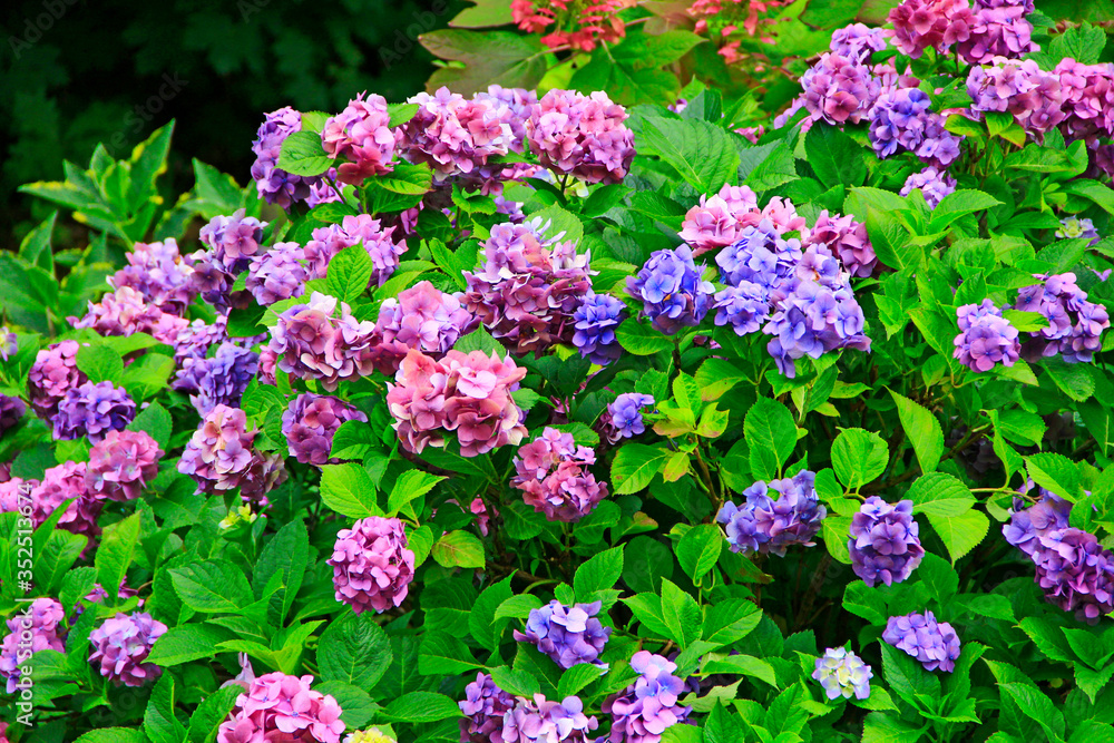 Hydrangea blooming in summer garden. Blossoming bushes of purple hydrangeas Hydrangea blooming in summer garden. Blossoming bushes of purple hydrangeas