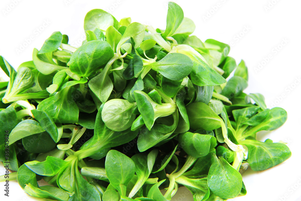 Lamb's lettuce isolated Lamb's lettuce isolated