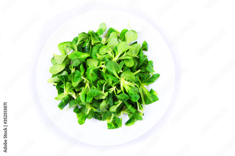 Lamb's lettuce isolated Lamb's lettuce isolated