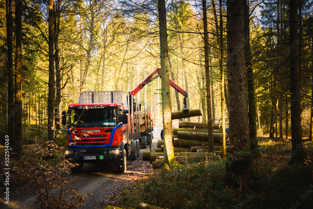 Crane in forest loading logs in the truck. Timber harvesting and transportation in forest.