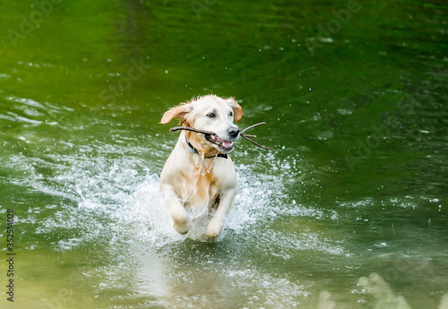 Fototapeta Naklejka Na Ścianę i Meble -  Cute dog running out of lake
