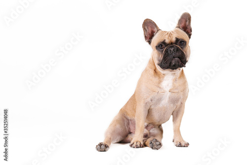 Purebred fawn french bulldog with black mask and white chest stain posing over isolated background. Studio shot of adorable small breed dog. Close up, copy space. © Evrymmnt