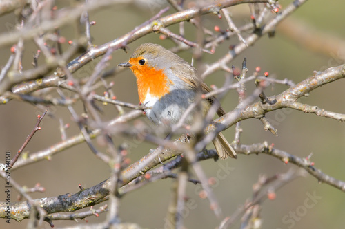 A red robin (Erithacus rubecula) in between white fruit blossom as a concept for spring © brszattila