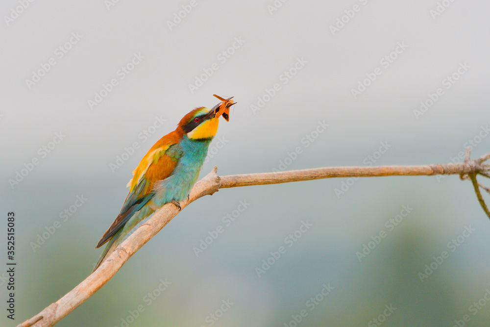 Obraz premium Bee Eater - Meropidae (Merops apiaster)