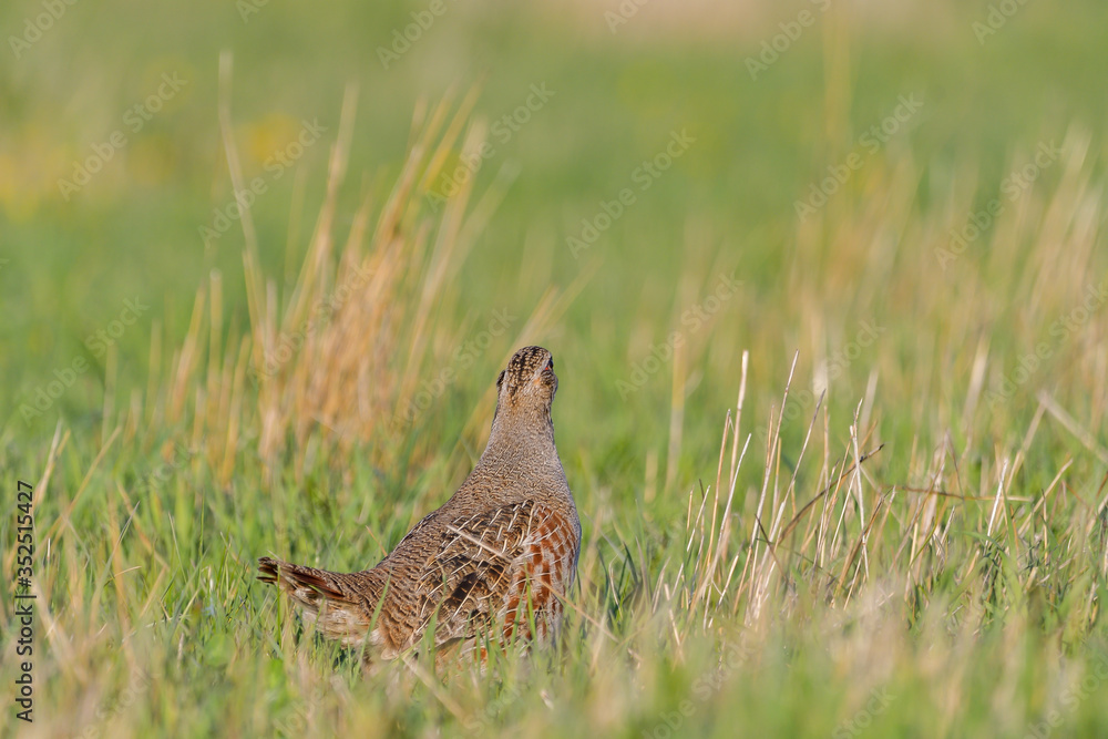 Grey Partridge. Perdix perdix partridge in a beautiful light Grey Partridge. Perdix perdix partridge in a beautiful light