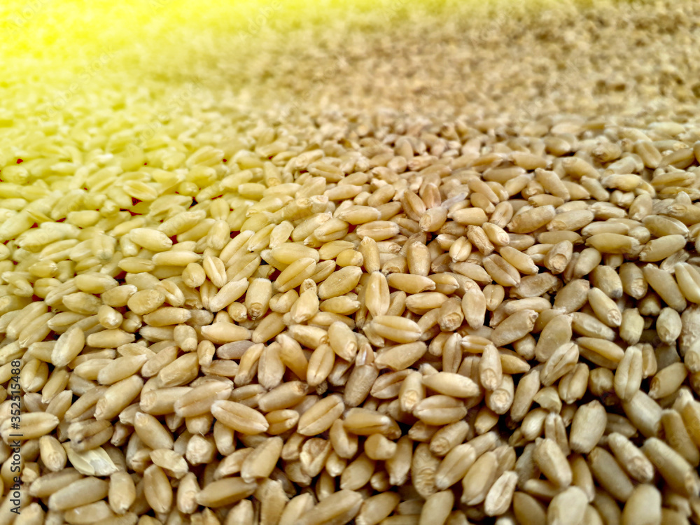 Fototapeta premium A pile or heap of wheat seeds put in sunlight to be dry
