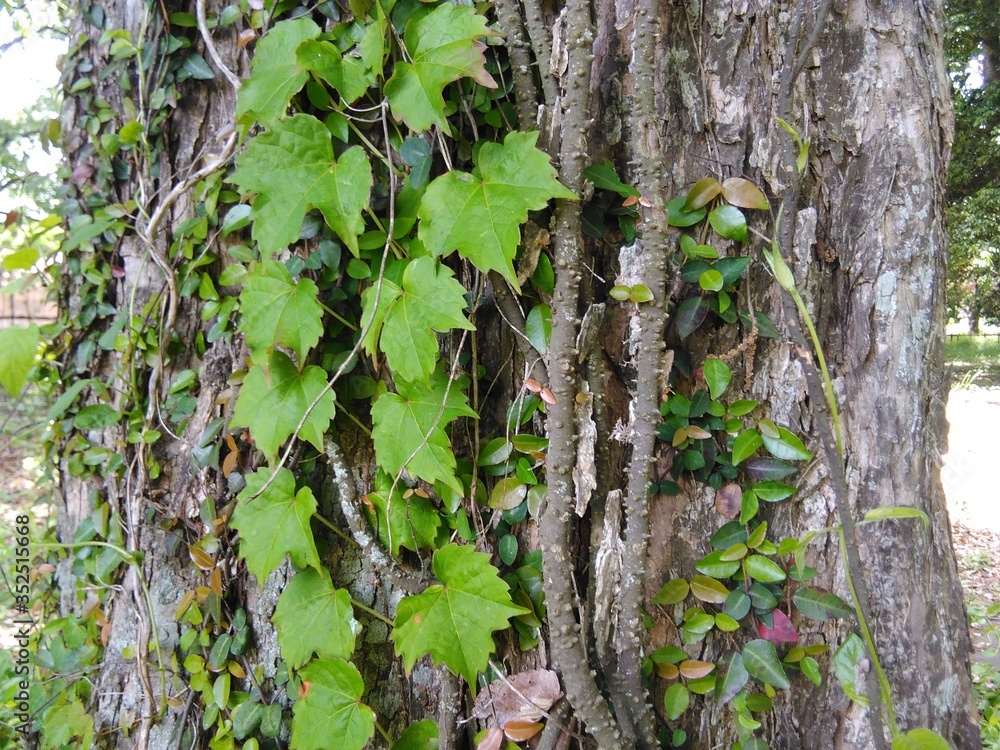 Fototapeta premium 公園の蔓植物