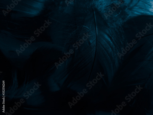 Beautiful abstract colorful white and blue feathers on black background and soft white feather texture on blue pattern and blue background, feather background, blue banners